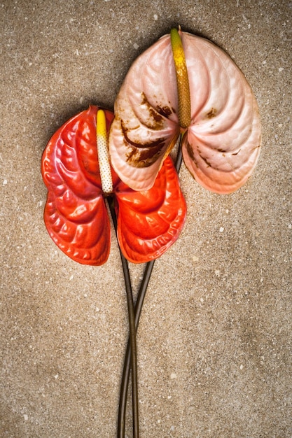 A close-up of adrenal glands, highlighting their role in cortisol production. The image is medical illustration style, showing the glands in relation to the kidneys.