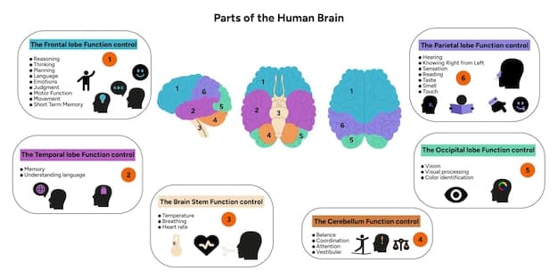 A diagram illustrating the impact of mindfulness on the brain. Showing decreased activity in the amygdala (center of fear and emotion) and increased activity in the prefrontal cortex (executive function and emotional regulation).