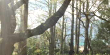 Nature Walks: New Study Reveals 15% Cortisol Reduction - Cover Image