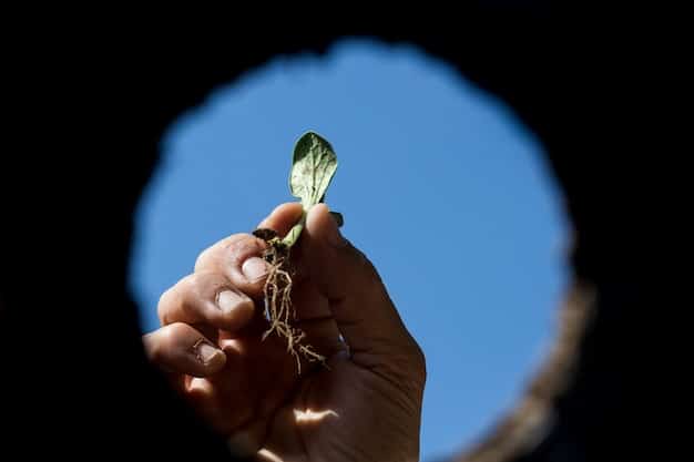 Hands holding a seedling growing in soil, symbolizing growth and potential.