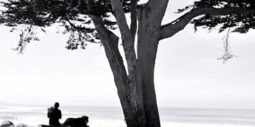 The Art of Zen Storytelling: Finding Wisdom Through Narratives - Cover Image