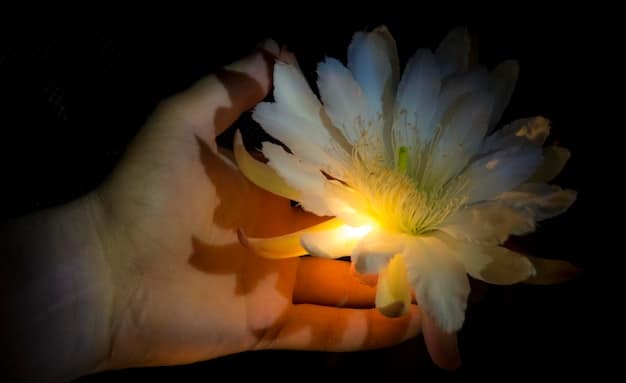 A close-up of hands gently holding a single lotus flower, representing purity, enlightenment, and detachment. The hands are softly lit.