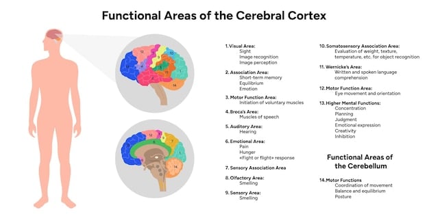 A diagram showing the various parts of the brain that are affected by mindfulness meditation, including the prefrontal cortex, amygdala, and hippocampus.