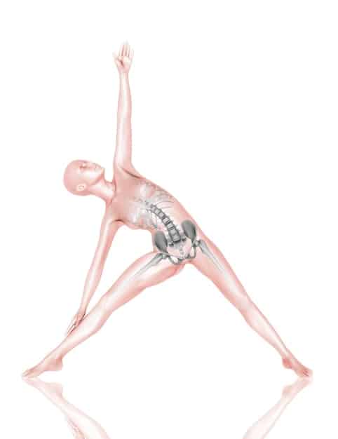 A detailed anatomical illustration showing the vertebrae of the lower back and the muscles surrounding it, highlighting areas susceptible to strain during yoga.