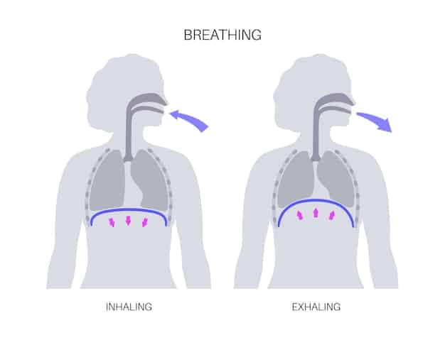 An illustration showing the steps of diaphragmatic breathing, emphasizing the expansion of the abdomen and the role of the diaphragm muscle.
