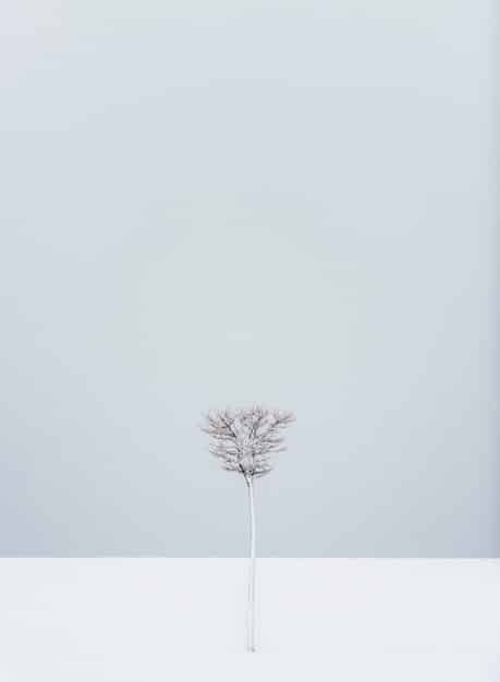 A minimalist desktop setup with a clear screen, a single plant, and a calming background. This image represents the concept of reducing digital clutter and creating a peaceful workspace.