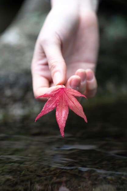 A close-up of a hand gently releasing a leaf into a flowing stream, symbolizing release and acceptance.