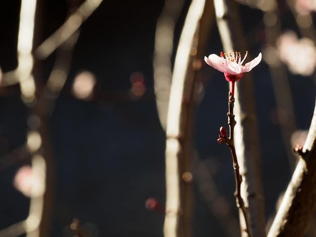 A close-up shot of a single cherry blossom falling from a branch, illustrating the beauty and fleeting nature of life and the acceptance of impermanence in the context of Zen Buddhism.
