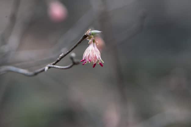 A single cherry blossom on a branch, with soft focus on the background. The image evokes a sense of transience and beauty in the face of impermanence, symbolizing the Zen concept of recognizing the fleeting nature of life and its moments.