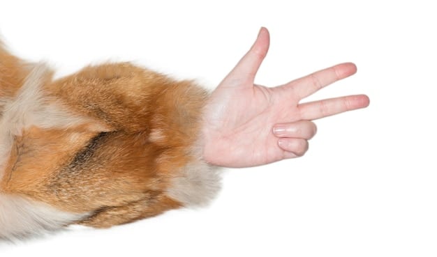 A close-up shot of hands in Downward-Facing Dog, showing the correct placement of fingers spread wide and evenly distributing weight across the palms. A line drawn from the elbow to the middle finger emphasizes the alignment point.