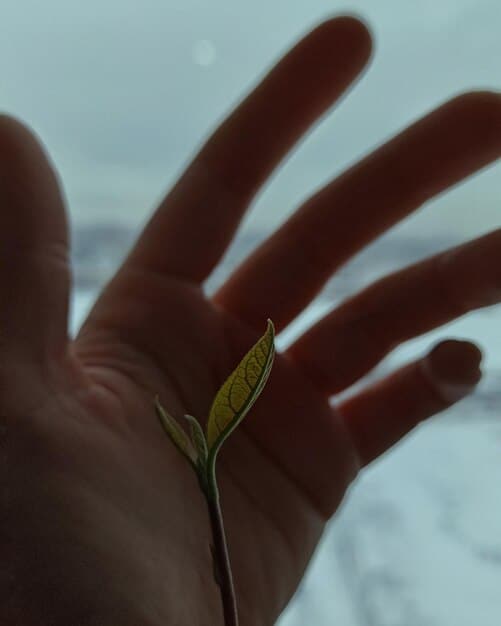 A hand gently touching a growing seedling, symbolizing nurturing and growth, with blurred background, symbolizing the journey of self-compassion.