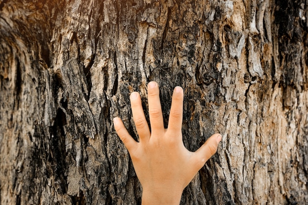 A close-up of a person's hand gently touching the bark of a tree in a forest, conveying a sense of connection and reverence for nature.