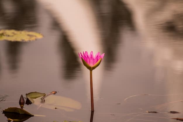A single lotus flower blooming in a pond, symbolizing purity, enlightenment, and detachment from worldly desires. The background is blurred, focusing solely on the flower.