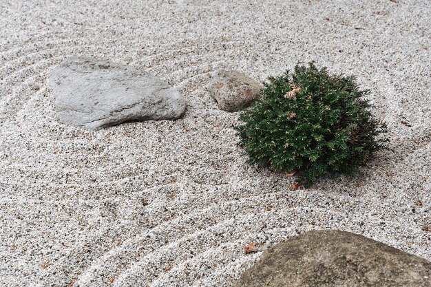 The Art of Letting Go: A Zen Path to Peace