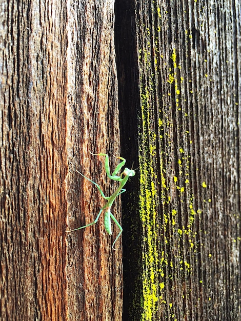 A close-up of a weathered wooden fence with moss growing on it. The texture of the wood shows signs of age and wear, highlighting the beauty of natural decay.