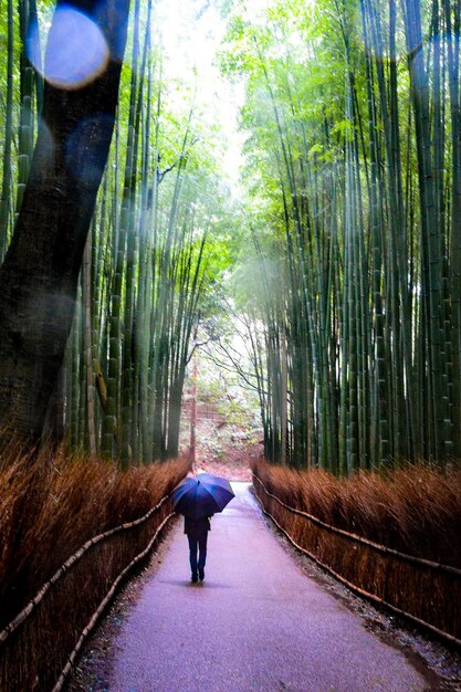 A winding path through a bamboo forest, shrouded in mist, symbolizing the journey of forgiveness and healing. The path is slightly illuminated, suggesting a way forward.