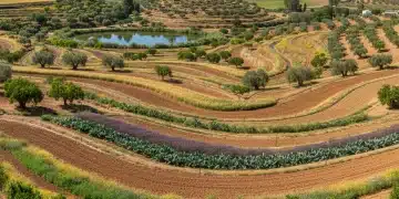 Campo extenso de cultivo ecológico en España, con diversas plantaciones bajo un cielo azul, simbolizando la sostenibilidad y la producción natural.